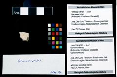 Foto (Objekt + Etikett) von Goniodromites sp.  (NHMW-GEO-1990-0041-4797)